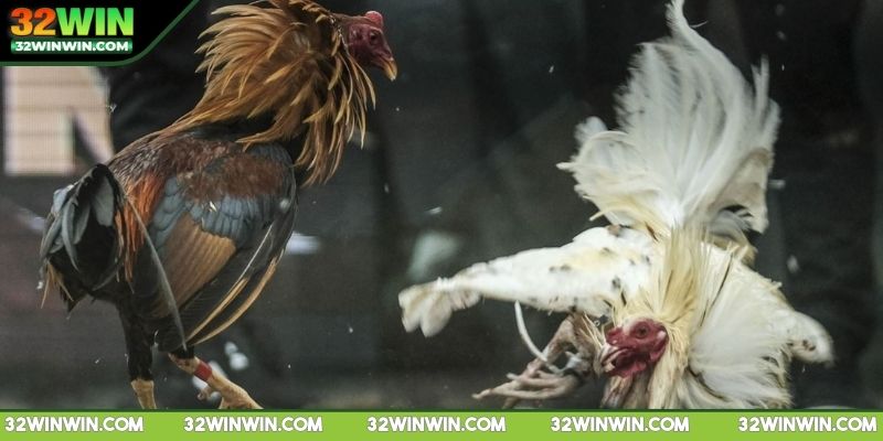 da-ga-c1-chon-thoi-diem