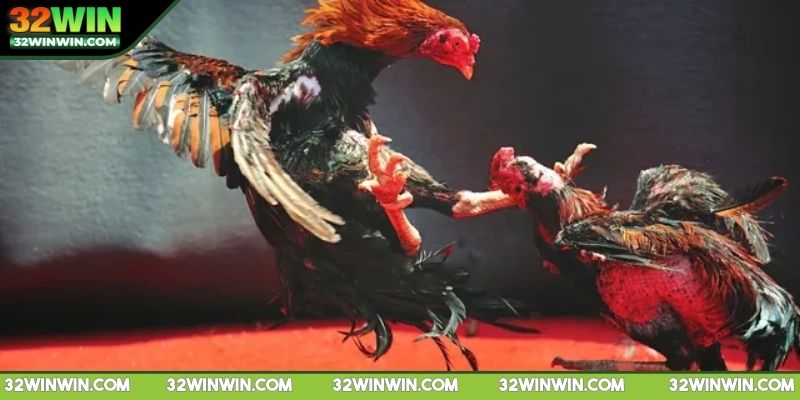 da-ga-c1-giai-ma-suc-hut