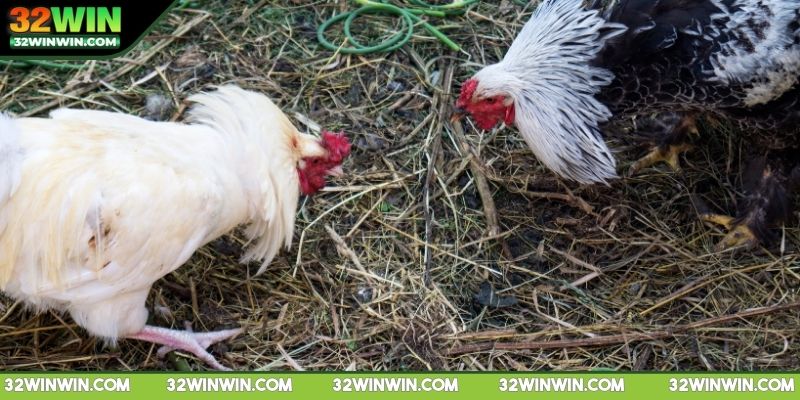 luat-da-ga-mien-nam-chuan-bi-dung-cu