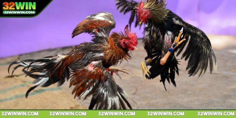 luat-da-ga-mien-nam-tim-hieu-ban-chat